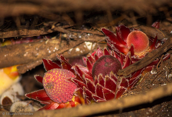Việc thiếu chất diệp lục dẫn đến một bông hoa đỏ như máu trông giống như một thứ gì đó đến từ đáy đại dương chứ không phải ở rừng. Tuy nhiên, rất may chúng không gây hại cho con người.