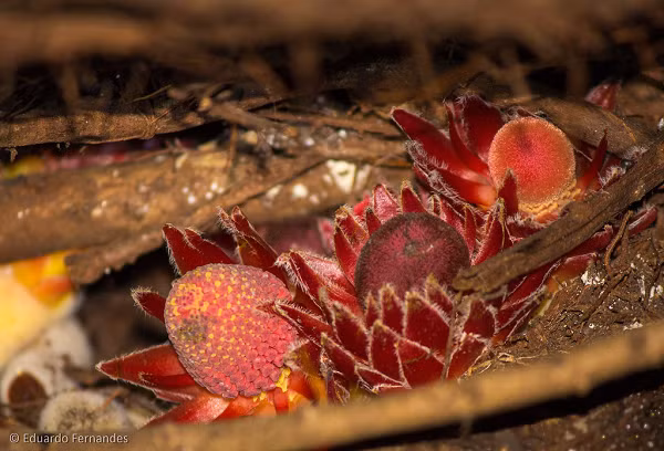 Việc thiếu chất diệp lục dẫn đến một bông hoa đỏ như máu trông giống như một thứ gì đó đến từ đáy đại dương chứ không phải ở rừng. Tuy nhiên, rất may chúng không gây hại cho con người.