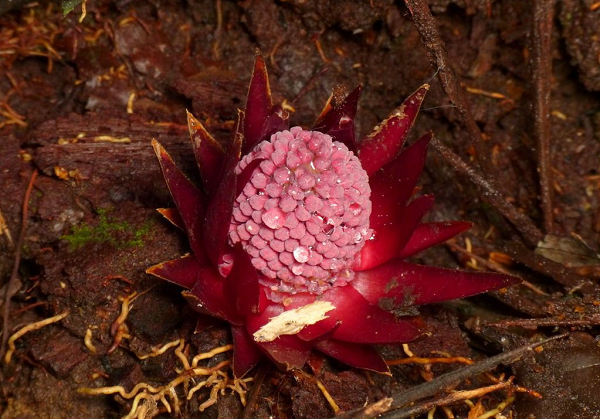 Mặc dù màu sắc hoa dễ nhận biết và hình dạng đặc trưng của chúng, ít người biết đến những cây ký sinh này. Có vẻ như sự nở rộ của Langsdorffia sẽ đi cùng với cái chết của các loài thực vật khác trong khu vực.