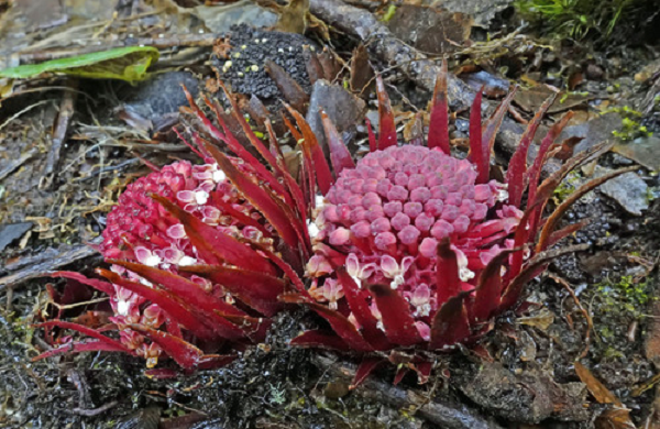 Một số "món ăn" ưa thích của Langsdorffia là cây sung, cây xấu hổ, thậm chí là xương rồng.