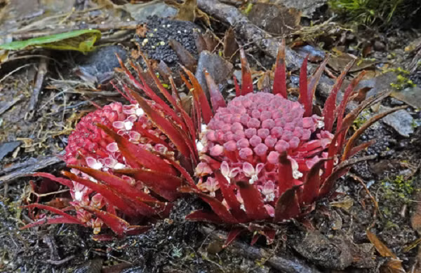 Một số "món ăn" ưa thích của Langsdorffia là cây sung, cây xấu hổ, thậm chí là xương rồng.