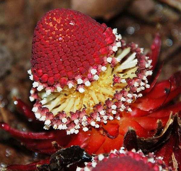 Các loại thực vật holoparasitic không tự quang hợp. Thay vào đó, chúng sử dụng những chiếc vòi giống như xúc tu dưới lòng đất để lấy chất dinh dưỡng từ rễ của nhiều loài thực vật khác nhau, dựa vào vật chủ để sinh tồn.