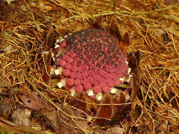 Ông Santos cho biết bọ cánh cứng thường là loài thụ phấn chính cho Langsdorffia trong khi những loài con lại "có lẽ chỉ đi lại tự do trên cây".