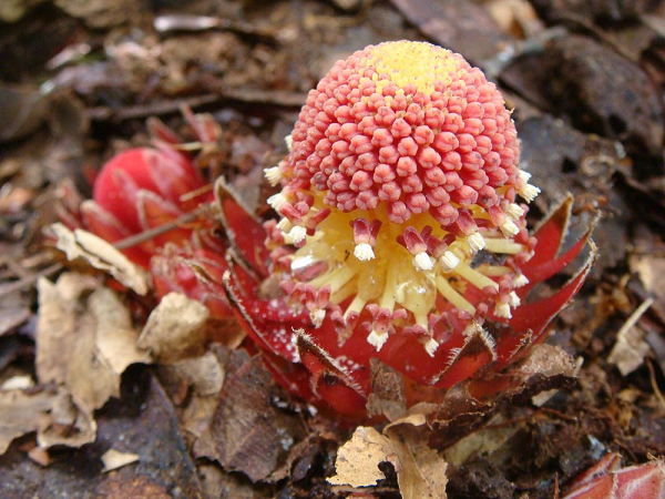 Cả hoa đực và hoa cái của "cây ma cà rồng" đều tiết ra mật có mùi thơm thu hút các sinh vật khác đến thụ phấn để lây lan hạt giống của nó, ví dụ như bọ cánh cứng, kiến, gián và thậm chí các loài chim ăn thực vật màu sắc.