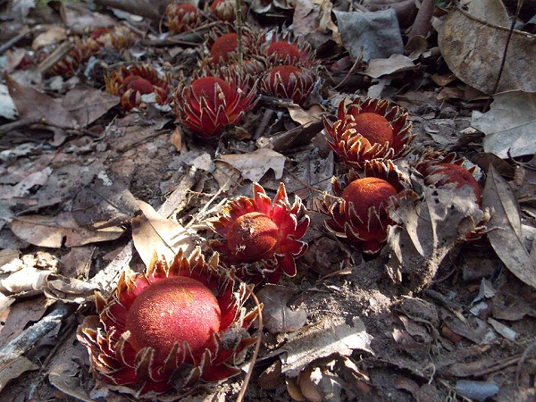 Thật may mắn cho tất cả các loài thực vật trên thế giới vì loài cây "ma cà rồng" này chỉ xuất hiện với tần suất rất thấp nếu không sẽ có thêm nhiều nạn nhân của nó.