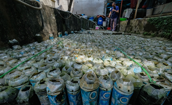 Thức ăn dành cho cá được ông chủ yếu dùng cám và những vi sinh vật vớt ở các ao hồ gần nhà. Để thuận tiện cho việc theo dõi, ông Thắng đặt các bể cá thành nhiều tầng khác nhau. Những bể cá giống được ông cho lên cao, bên dưới là những bể cá con được ông cẩn thận chăm sóc bởi cá con rất dễ bị bệnh.