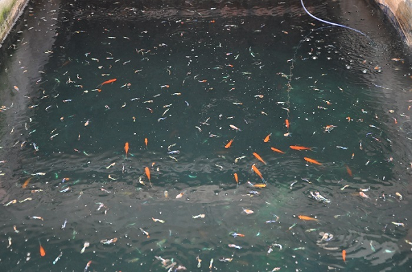 Theo ông Thắng, đặc tính cá chọi rất mạnh, hung hãn nên không thể nuôi chung, chúng sẽ đánh nhau và chết. Chính vì vậy, ngay khi bắt đầu lớn, ông đã cho từng con vào mỗi chai, lọ riêng biệt.