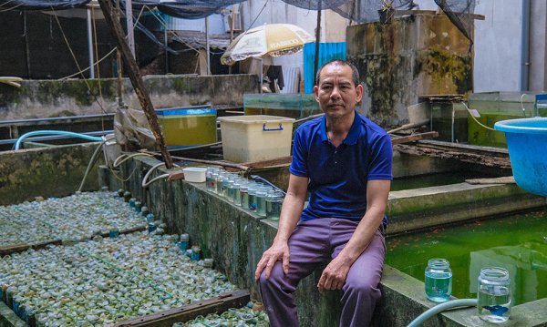 Sau một thời gian, ông Thắng đã nhân rộng mô hình nuôi cá chọi để tăng nguồn thu nhập cho gia đình. Để xây dựng được trang trại nuôi cá cảnh như hiện nay, ông phải dành nhiều tâm huyết và thời gian.