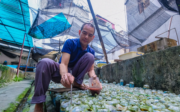 Tận dụng được những chai, lọ phế liệu bỏ đi không chỉ tiết kiệm được chi phí nuôi còn tiện trong quá trình chăm sóc. Chai thủy tinh ít hấp thụ nhiệt, chai nhựa dễ dàng để thay nước và cho cá ăn, giúp tiết kiệm rất nhiều chi phí và thời gian.