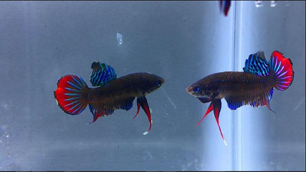 “Một vụ cá đẹp, đạt chất lượng, chuẩn màu sắc đáp ứng nhu cầu khách hàng cần thời gian từ 2-3 tháng ép cá và chăm sóc chúng một cách cẩn thận” - ông Thắng cho biết.