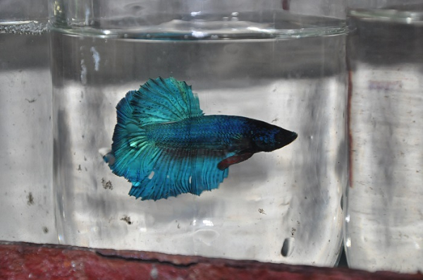 Tuy khâu chăm sóc đơn giản nhưng đòi hỏi người nuôi phải am hiểu và có kiến thức về cá để tránh mắc bệnh. Điều đặc biệt là trại cá này ngoài những bể lắng gây giống bằng bê tông còn có hàng ngàn chai thủy tinh, chai nhựa bỏ đi được tận dụng nuôi những con cá chọi.