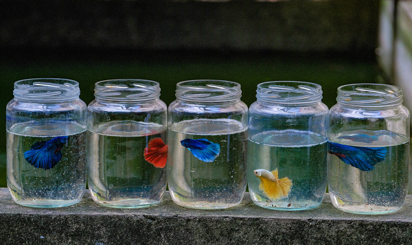 Phương pháp nuôi cá chọi vừa đem lại hiệu quả kinh tế cao, vừa thân thiện với môi trường đã khiến truyền thông nước Pháp vô cùng bất ngờ và khen ngợi. Cá của ông Trần Ngọc Thắng được các thương lái, cửa hàng cá cảnh ở nhiều nơi như Hải Phòng, Quảng Ninh và thị trường Hà Nội tiêu thụ.