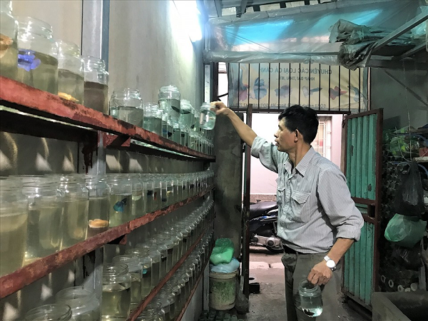 Ông Trần Ngọc Thắng 54 tuổi, quận Ba Đình, Hà Nội sở hữu mô hình nuôi cá chọi bằng chai thủy tinh, chai nhựa bỏ đi thu về hàng trăm triệu đồng mỗi năm.