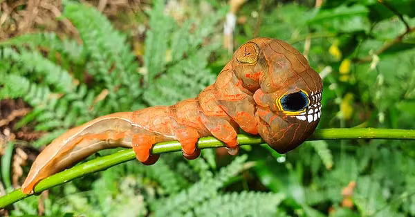 Sinh vật này đang bị đe dọa bởi việc phá rừng nhiệt đới cũng như sự xâm lược của các loài nho kỳ lạ đã thay thế thức ăn ưa thích của chính nó.