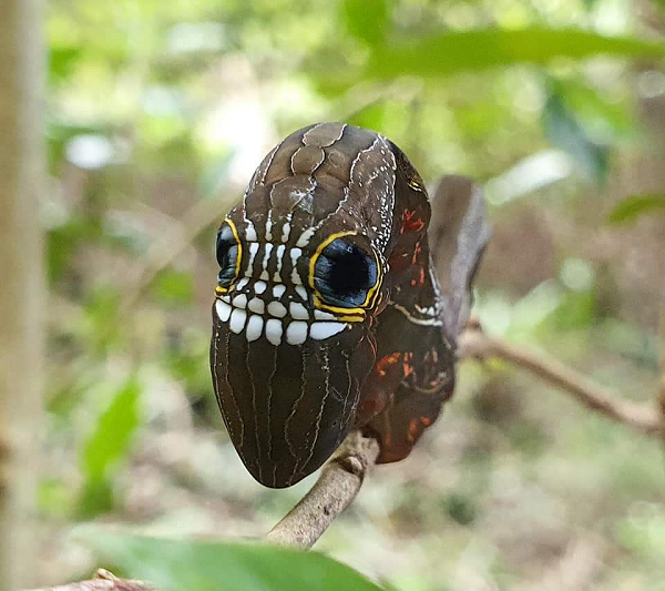 Những dấu vết của loài bướm đêm màu hồng trông giống như một chiếc mặt nạ xương đáng sợ nhưng điều kỳ lạ là chúng lại nằm trên lưng của sâu bướm.