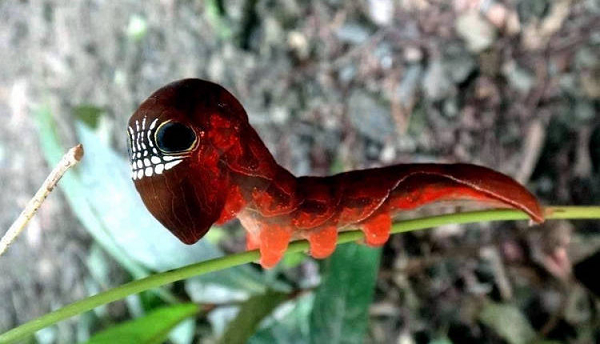 Khi mới nở, sâu bướm có màu nâu nhạt giúp chúng hòa nhập tốt hơn vào xung quanh để tránh bị kẻ thù phát hiện. Nhưng khi lớn lên, nó phát triển hai đốm đen lớn, có các đường màu vàng sáng bao quanh, trông giống như một đôi mắt khổng lồ, kỳ lạ, và hai hàng màu trắng trông giống như hàm răng người.