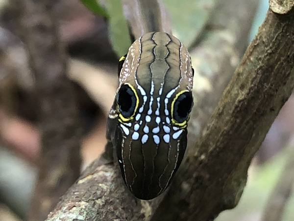 Đất nước Australia là nơi có thế giới sinh vật phát triển vô cùng phong phú. William Dampier, một trong những nhà thám hiểm châu Âu đầu tiên đặt chân lên đại lục năm 1699 từng mô tả rằng: "Vùng đất này bị nguyền rủa, động vật chỉ nhảy không chạy, chim lại chạy không bay, thiên nga không phải màu trắng mà là màu đen. Vùng đất này đúng bị nguyền rủa và tôi không còn gì để làm".