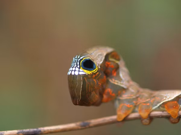 Thức ăn của chúng chủ yếu là trái cây thối rữa. Mặc dù sống về đêm nhưng loài sâu bướm kỳ lạ này không bị thu hút bởi ánh sáng.