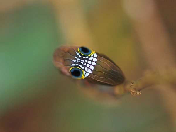 Tuy nhiên, rất ít trường hợp nhìn thấy loài bướm đêm Pink Underwing được ghi nhận trong năm nay, điều này làm dấy lên lo ngại về nguy cơ tuyệt chủng của chúng.