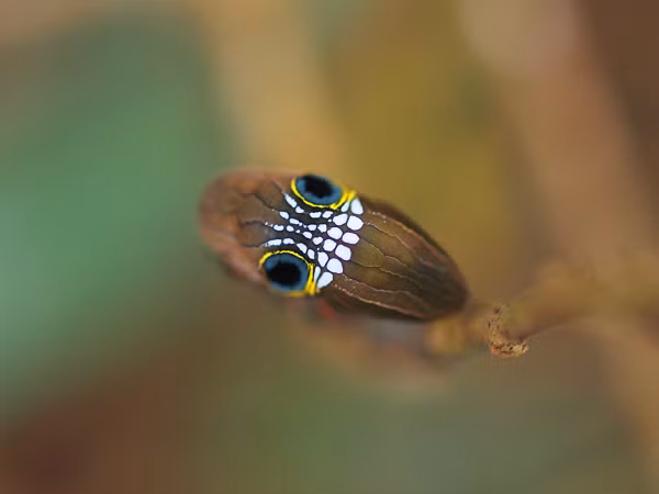 Tuy nhiên, rất ít trường hợp nhìn thấy loài bướm đêm Pink Underwing được ghi nhận trong năm nay, điều này làm dấy lên lo ngại về nguy cơ tuyệt chủng của chúng.