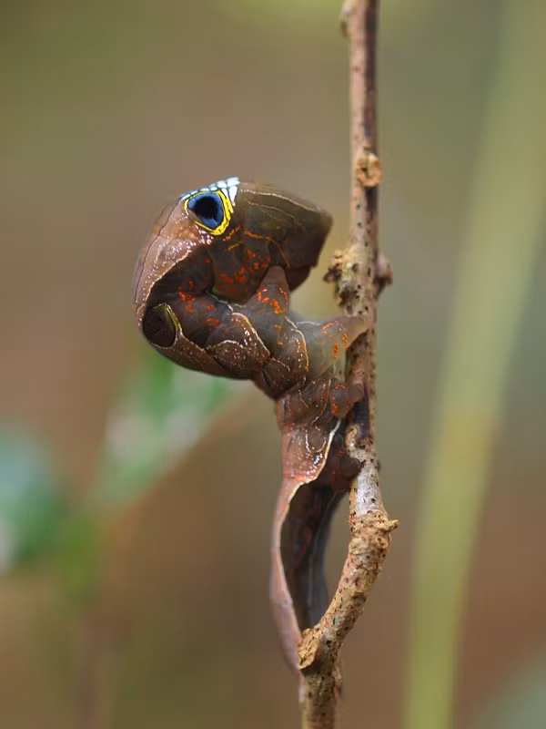 Chính phủ Australia đang ra sức lên kế hoạch và bảo tồn những sinh vật đặc biệt ở quốc gia này khỏi thảm họa tuyệt chủng. Họ cung cấp cho mọi người thông tin về môi trường sống và khuyến khích tái tạo rừng nhiệt đới nguyên sinh nơi loài bướm đêm sinh sống. Hy vọng rằng loài sâu bướm tuyệt vời này nhận được sự hỗ trợ cần thiết để tồn tại.