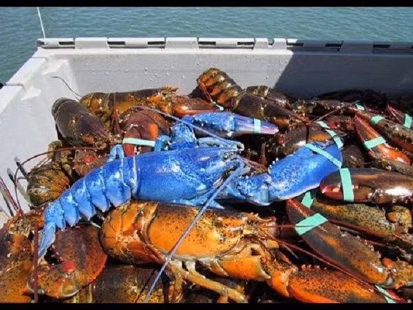 Vào tháng 5/2016, hai ngư dân Canada vô cùng ngạc nhiên và vui mừng khi bắt được 2 chú tôm hùm xanh dương ở ngoài khơi bờ biển Nova Scotia.