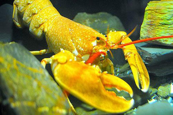 Vào năm 2014, một siêu thị ở Mỹ cho trưng bày chú tôm hùm có màu vàng. Tuy nhiên, nó không được bán, mà chỉ để cho mọi người ngắm và được trả về tự nhiên sau đó không lâu. Theo công viên thủy sinh, tỷ lệ tôm hùm vàng trong tự nhiên ước tính chỉ khoảng 1/30 triệu.