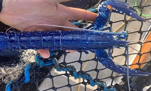 Con tôm hùm có màu xanh dương cực nổi bật dài khoảng 30 cm được tìm thấy ở ngoài khơi thị trấn ven biển Newlyn. Theo Ben Marshall - quản lý Trại nhân giống quốc gia Anh, tỷ lệ bắt gặp tôm hùm có màu sắc như vậy là 1/2 triệu con.