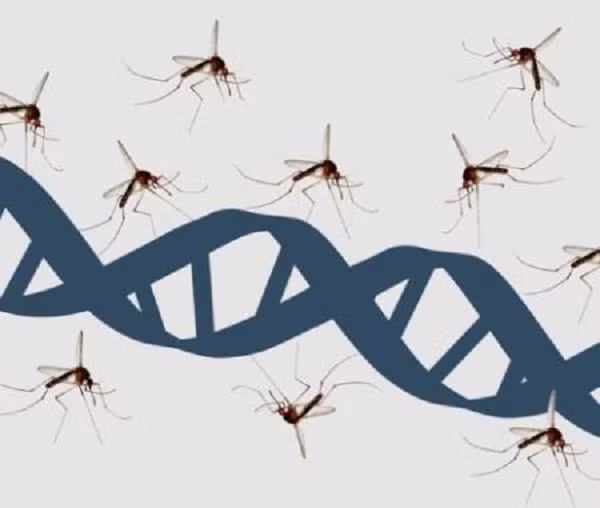 Bản thân một số chuyên gia cũng nghi ngờ về tính bền vững của phương án muỗi chuyển gen khi cho rằng, môi trường sẽ chịu tác động xấu hơn nếu loại muỗi này được "ứng dụng" bởi muỗi vốn là thức ăn của nhiều loài khác. Nhiều con vật sẽ chết đói nếu muỗi không còn, bên cạnh đó có thể làm gia tăng số lượng hoặc xuất hiện các loài mới.