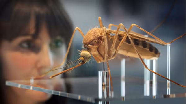 Việc tạo ra muỗi biến đổi gen được tiến hành từ 20 năm trước nhưng chỉ gần đây phương án sử dụng loại muỗi này mới được các quan chức y tế ủng hộ.