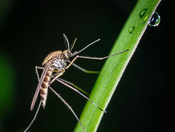 Do đó, về lâu dài số lượng cá thể muỗi cái lai sẽ bị giảm mạnh. Cứ sau một tuần, sẽ có 12.000 con muỗi lai được ra đời. Dân dần sẽ khiến hai loài muỗi biến mất hoàn toàn.