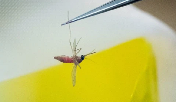 Muỗi Aedes aegypti, hay còn gọi là muỗi vằn do có vằn trắng trên cơ thể, sống trong nhà, gần khu vực có nhiều người. Muỗi thường trú đậu nơi có ánh sáng yếu, chỗ tối trong nhà.
