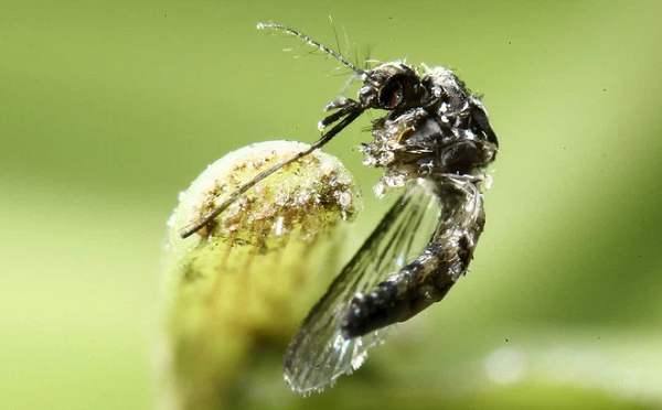 Muỗi Aedes aegypti gây bệnh sốt xuất huyết đẻ trứng vào những dụng cụ chứa nước trong nhà và khu vực quanh nhà có nước đọng. Trứng nở khi tiếp xúc với nước. Trứng muỗi có thể chịu được điều kiện rất khô và sống trong suốt nhiều tháng.