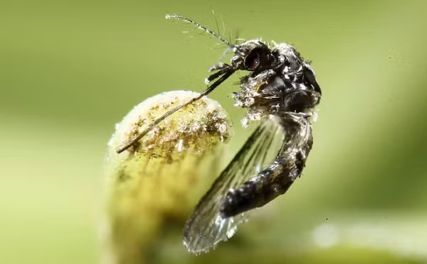 Muỗi Aedes aegypti gây bệnh sốt xuất huyết đẻ trứng vào những dụng cụ chứa nước trong nhà và khu vực quanh nhà có nước đọng. Trứng nở khi tiếp xúc với nước. Trứng muỗi có thể chịu được điều kiện rất khô và sống trong suốt nhiều tháng.