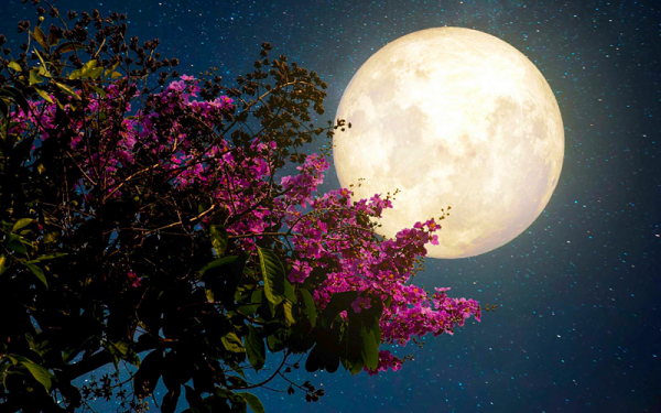 Thời điểm diễn ra ngày trăng tròn tháng 4 cũng là lúc chi anh nở rộ, vì thế hiện tượng này được lấy tên là trăng hồng theo màu sắc của hoa chi anh.