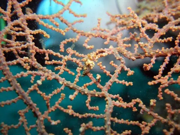 Với kích thước rất nhỏ và khả năng ngụy trang hoàn hảo nên mãi đến tận năm 1969, cá ngựa lùn Pygmy mới được phát hiện ra lần đầu tiên.