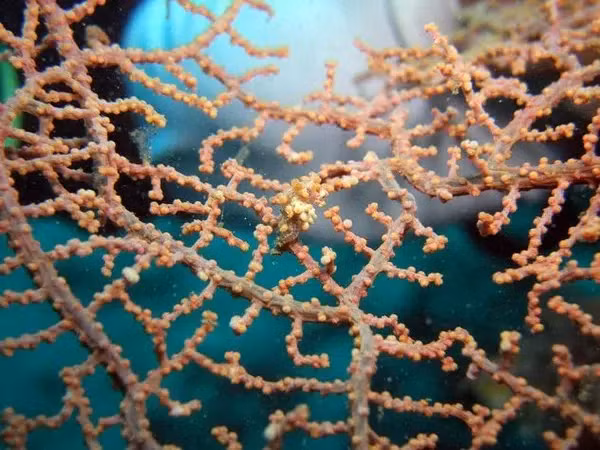 Với kích thước rất nhỏ và khả năng ngụy trang hoàn hảo nên mãi đến tận năm 1969, cá ngựa lùn Pygmy mới được phát hiện ra lần đầu tiên.