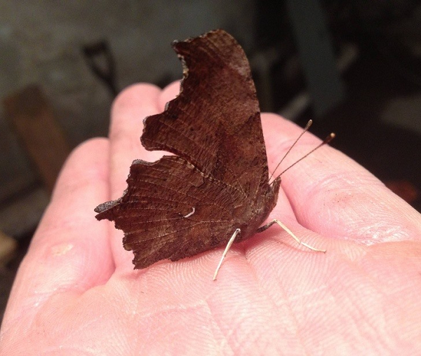 Nếu không nhờ những cái chân nhỏ xíu kia, người ta vẫn tưởng đây là một chiếc lá khô.