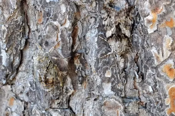 Các loài sâu bướm biết cách chọn những loại cây có màu sắc tương tự với màu sắc của chúng để được bảo vệ tốt hơn.