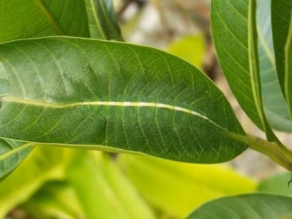 Nhờ sự tương đồng đến khó tin giữa màu của lá cây và sâu bướm mà loài động vật này gần như trở nên “tàng hình” khi ngụy trang.