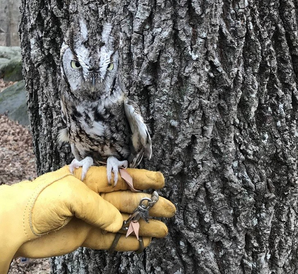 Chú chim cú này giấu mình quá tài tình nhờ màu lông có sự tương đồng với thân cây lâu năm.