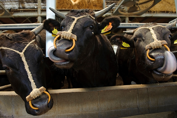 Bò Wagyu có nhiều bắp, thịt hồng và mềm. Để đảm bảo chất lượng thịt bò tốt nhất, chính phủ Nhật Bản có quy định chặt chẽ trong việc chăn nuôi và sản xuất thịt bò Wagyu.