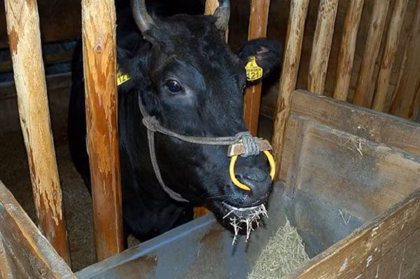 Chúng được cho chăn thả, nhưng không quá xa chuồng trại. Mỗi trang trại chỉ được nuôi 10 – 15 con bò trong kỳ vỗ béo và vài ba con bê. Trong 10 tháng đầu kể từ khi cai sữa, bò Nhật Bản chỉ được phép có cân nặng giới hạn 250 – 280 kg/con.