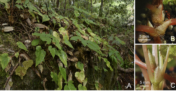Cuối cùng là thu hải đường Lâm Đồng, đây là cây thân thảo, cao hơn 10 cm, nhiều lông. Quả cứng, màu xanh lục nhạt đến màu hồng kem, hình tam giác, dài 5 – 10 mm, rộng 4 – 8 mm.