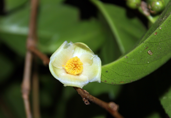 Cận cảnh hoa của cây Trà My Bidoup. Lá của cây có hình tròn rộng hoặc hình elip có chiều dài từ 8 - 12 cm, rộng 3,5 - 5,5 cm, dày.