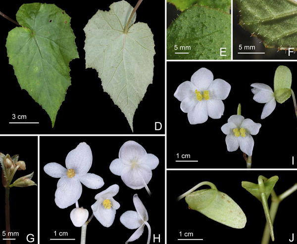 Lá và cuống lá nhỏ, màu xanh lục nhạt đến màu hồng sẫm, dài 8,5 - 25 cm, dày 2,2 − 3,5 mm, phiến lá không đối xứng, hình trứng đến mũi mác, dài 10 − 13,5 cm, rộng 5,5 – 7,5 cm. Hoa đơn tính với cuống dài 12 – 23 mm, màu trắng đến hồng nở vào tháng 9 - 11 hàng năm.