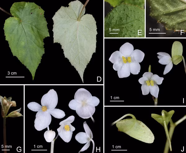 Lá và cuống lá nhỏ, màu xanh lục nhạt đến màu hồng sẫm, dài 8,5 - 25 cm, dày 2,2 − 3,5 mm, phiến lá không đối xứng, hình trứng đến mũi mác, dài 10 − 13,5 cm, rộng 5,5 – 7,5 cm. Hoa đơn tính với cuống dài 12 – 23 mm, màu trắng đến hồng nở vào tháng 9 - 11 hàng năm.