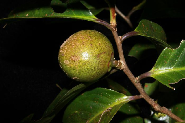 Quả của cây trà my Bidoup (Camellia bidoupensis Truong, Luong &amp; Tran, sp.nov.)