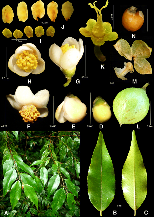 Trà hoa tí hon là loài cây gỗ nhỏ đến trung bình, thường xanh, cao 3 – 8m, với lá hình mác đến hình trứng thuôn dài và có lông. Cây ra hoa vào tháng 9 - 10, hoa có màu trắng kích thước hoa từ 0,5 - 0,7 cm.