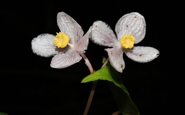 Ở Việt Nam có hơn 90 loài thu hải đường (Begonia) đã được ghi nhận với nhiều loài có phân bố hẹp và đặc hữu.